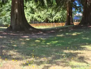 Looking westerly from the center of the lot