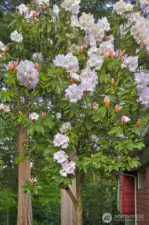 Rhody Bush in the Backyard