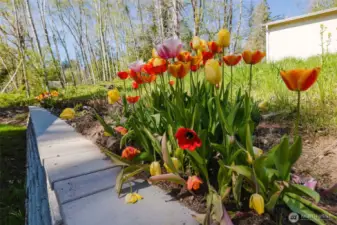 Retaining wall with Tulips and other flowers!