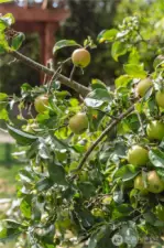 Fruit Trees