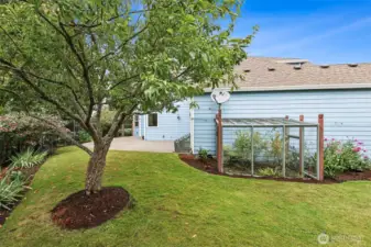 Side yard with fruit trees, berries and mature plantings.