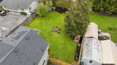 Apple tree in backyard