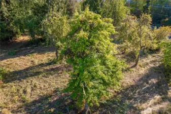 Level Property with a number of fruit trees including apple and plum.