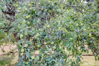 Several fruit trees.