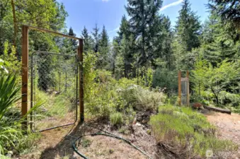 Garden trying to be deer proof!