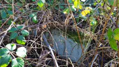 Drainage catch basin next to driveway.
