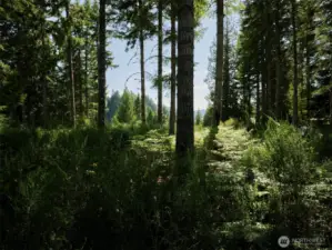 View through the trees