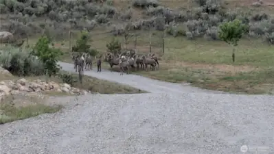 Even the Bighon sheep love it up here.