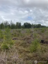 Logged in 2011-2012,  replanted with Doug Fir