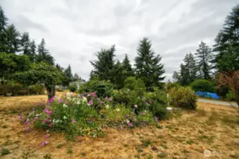 Looking out back door
