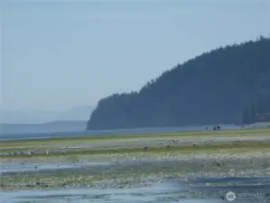 Looking south on tide flats towards the other part of Guemes island.