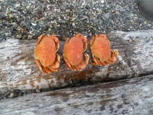 The best Dungeness beach cook!