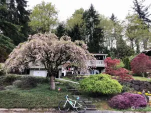 A springtime view of the front yard and house.