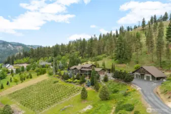 Vineyard in front of home.