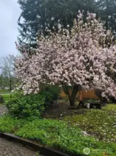Beautiful tree in full bloom in the springtime.  This photo was taken last spring.