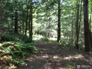 path through the woods