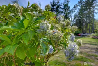 Beautiful established Hydrangea shrubs