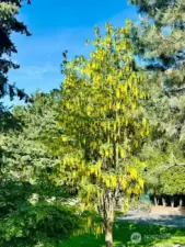 The yard is gorgeous in the Spring/Summer