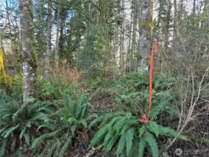 Walk in at this ribbon to get to the middle of the land where the old perk hole(s) are.