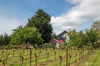 Mature, fenced vineyard with many varietals