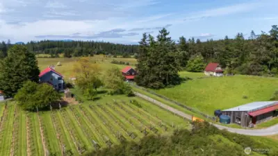 Main house on left, shop/garage w/apartment center, guesthouse on far right, wine barn in right foreground, vineyard in left foreground