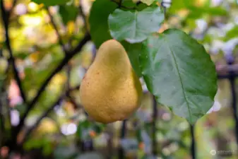 One of several pear trees