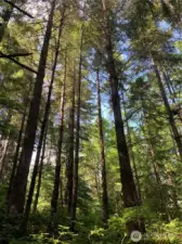 looking up on easement road to property