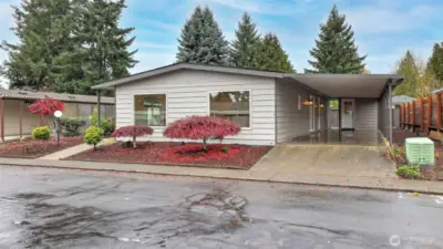 Fresh paint and Japanese Elm