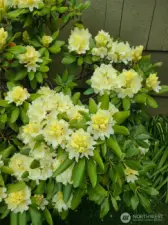 Many mature plants with beautiful blooms!