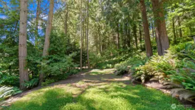 Park-like established garden