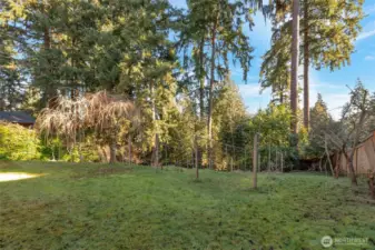 Fruit trees and grape vines in back yard