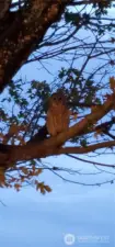 An Owl out the window