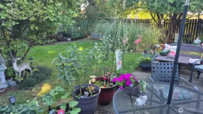 Backpatio in full bloom