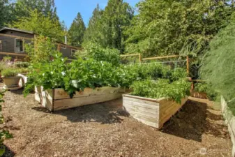Raised Gardens