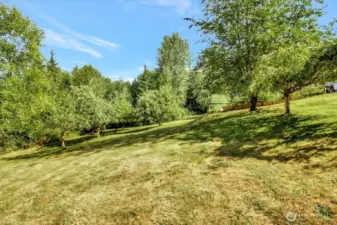Orchard