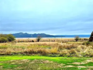 Willapa Bayview & neighbors horses. What a view!