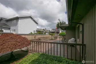 Back yard