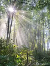View of forested site.