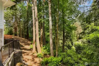 A view of the private, back forested area.  A true retreat