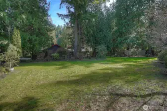 Large, open lawn surrounded by towering evergreens, offering a private and peaceful outdoor setting.