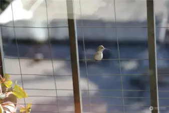 Balcony Humming bird