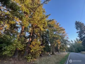 South facing picture taken from west side of property facing south down 52nd Ave. S. - 52nd Ave. S. is a dead-end street that currently serves just one (1) home at this time and will eventually serve just nine (9) homes.