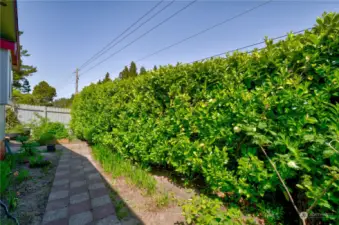 Laurel hedge for privacy