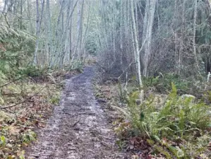 Lower part of lot has a trail going through it
