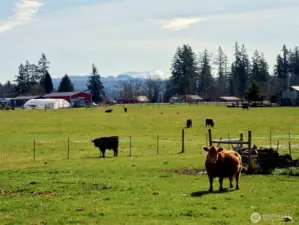 Pasture w/Mtn Views
