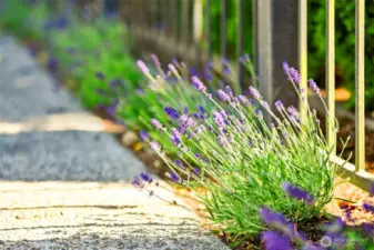 Sidewalk border of Lavender