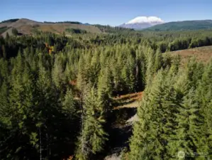 Mt. St. Helens in the back drop!