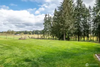 Gorgeous back yard