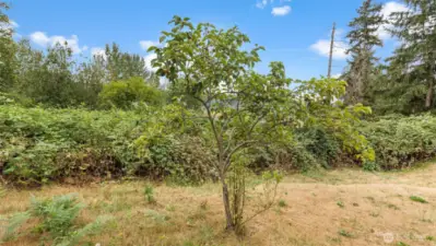 There’s even an Asian pear tree on the property - get ready for crisp, sweet fruit right from your own yard!