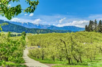 prior orchard photo looking west towards are area of lot 41 on map.  Leavenworth is just over ridge to the west